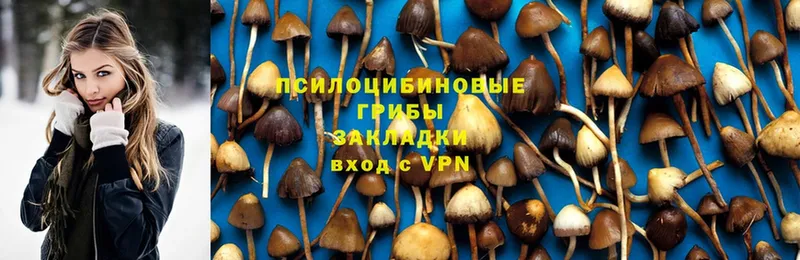 Псилоцибиновые грибы Psilocybine cubensis  где купить наркоту  Поворино 